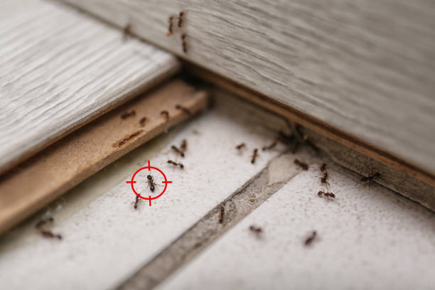 Best Commercial Pest Control Services  in Cortez, FL